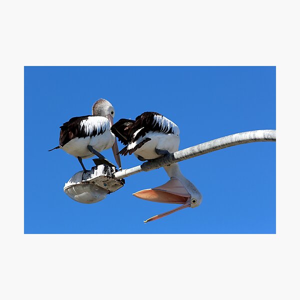Item preview, Playful Pelicans on a Streetlight designed and sold by Aure50.