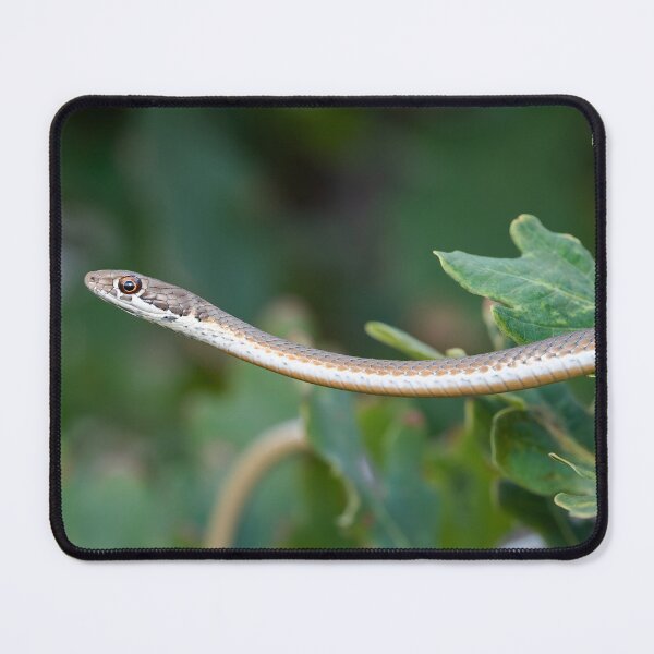 Item preview, Karoo Sand Snake (Psammophis notostictus) designed and sold by Pixel Press Prints.
