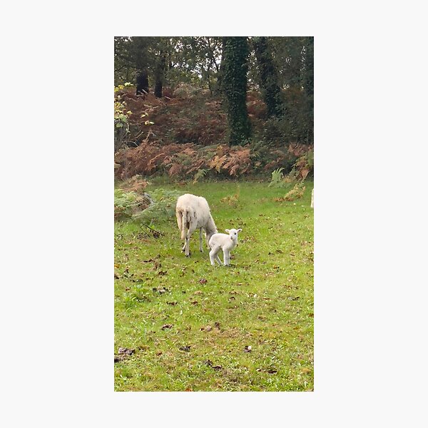 Item preview, Baby Lamb Grazing with Mother Sheep designed and sold by Hüney Art.