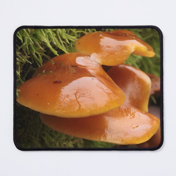 Item preview, Velvet Shank Mushrooms on Mossy Log designed and sold by WolfNoodles.