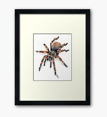 Mexican Red Knee Tarantula Framed Print