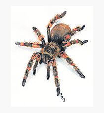 Mexican Red Knee Tarantula Photographic Print