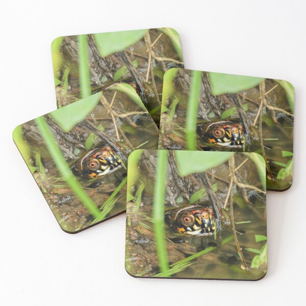 Item preview, Box Turtle and Tadpoles designed and sold by Frankie Cat Photography.