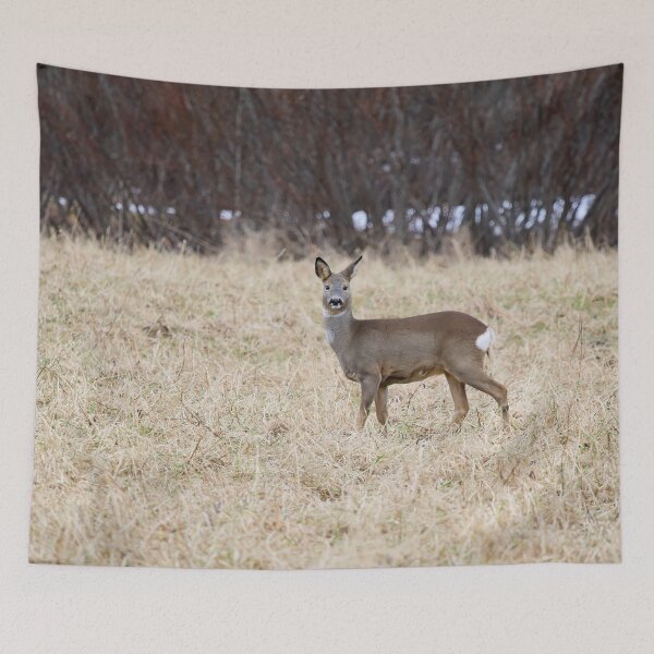 Item preview, Roe deer on the fields designed and sold by Jouko Lehto Photography.