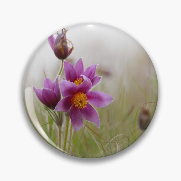Item preview, Perfect Pasqueflowers  designed and sold by miradorpictures.