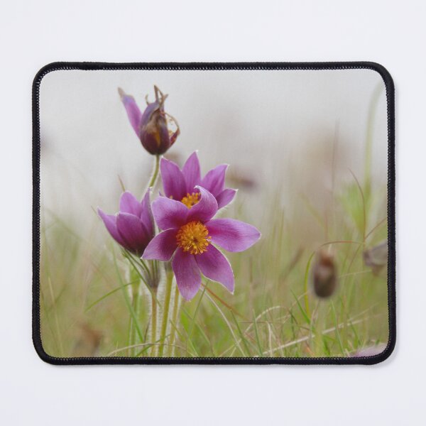 Item preview, Perfect Pasqueflowers  designed and sold by miradorpictures.