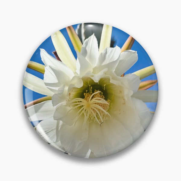 Item preview, Trichocereus Catus Flower, North Hollywood, California designed and sold by Douglas E. Welch Design and Photography.