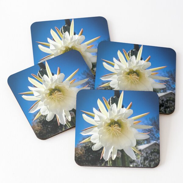 Item preview, Trichocereus Catus Flower, North Hollywood, California designed and sold by Douglas E. Welch Design and Photography.