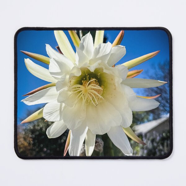 Item preview, Trichocereus Catus Flower, North Hollywood, California designed and sold by Douglas E. Welch Design and Photography.