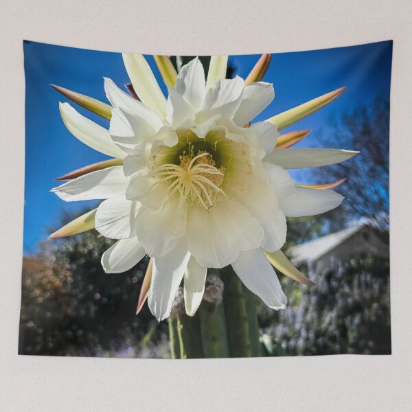 Item preview, Trichocereus Catus Flower, North Hollywood, California designed and sold by Douglas E. Welch Design and Photography.