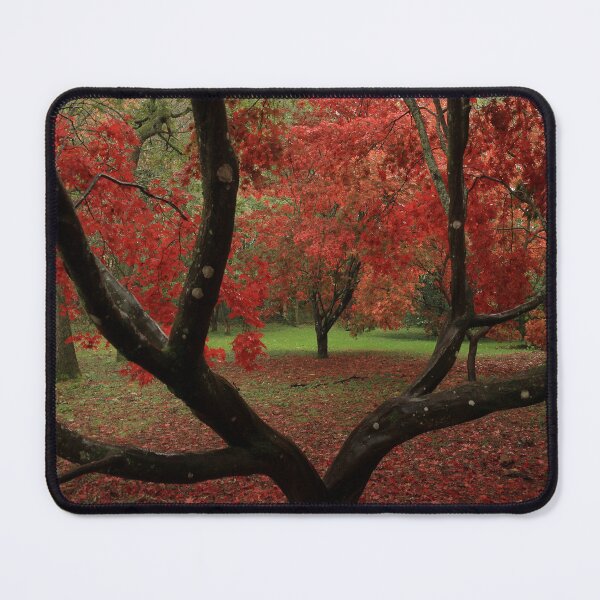 Item preview, Acers in Autumn  designed and sold by miradorpictures.