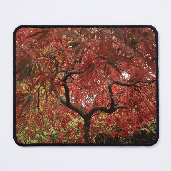 Item preview, Autumn Acers designed and sold by miradorpictures.