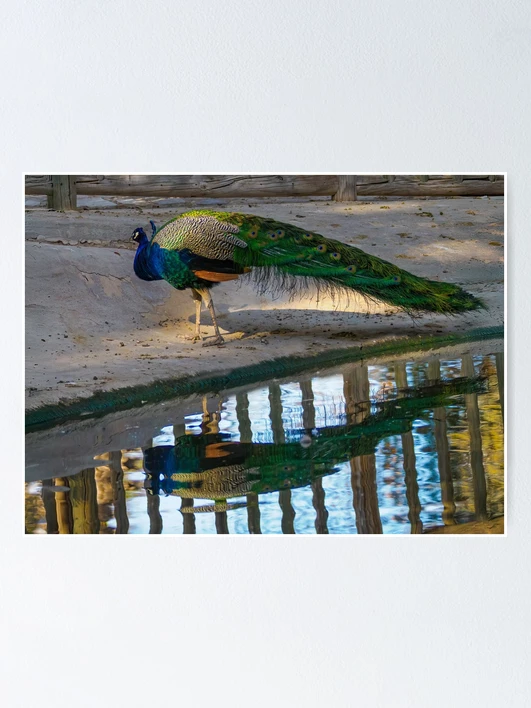 Thumbnail 1 of 3, Poster, Resplendent Reflections designed and sold by Ralph Goldsmith.