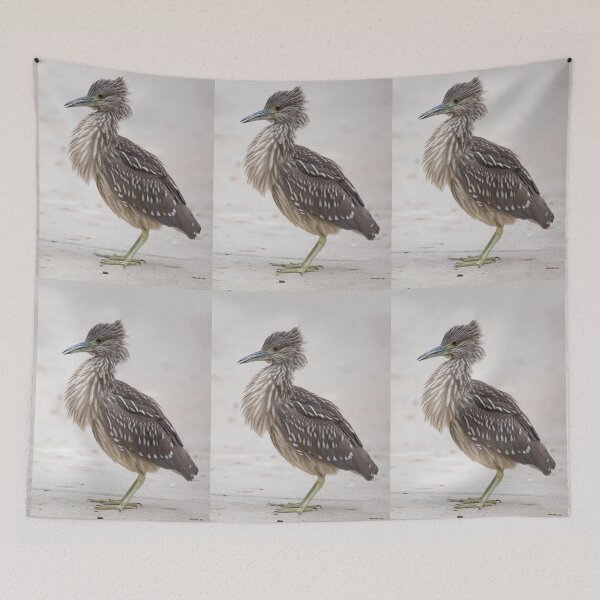 Item preview, Black-crowned Juvenile Night Heron Fluffed Up designed and sold by CarolM.