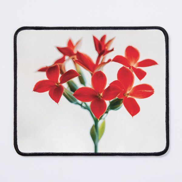 Item preview, Kalanchoe Flowers designed and sold by HectorCantres.