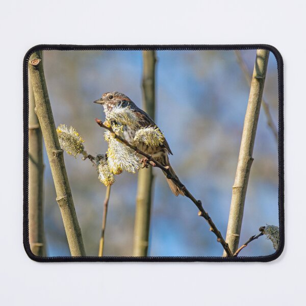 Item preview, Song Sparrow Perched in Tree designed and sold by lisavonbiela.