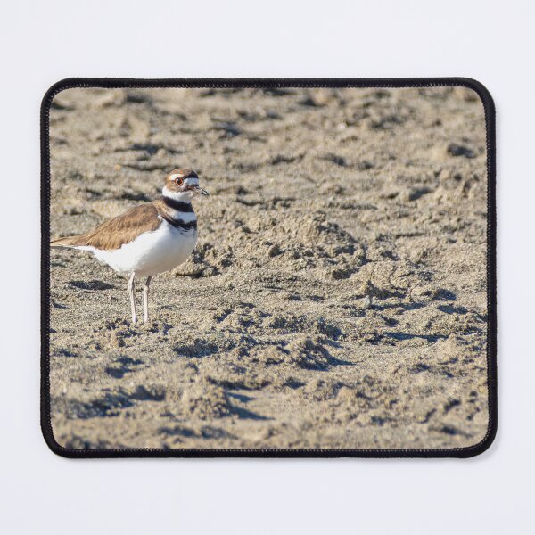 Item preview, Lone Kildeer on the beach in the late afternoon designed and sold by lisavonbiela.