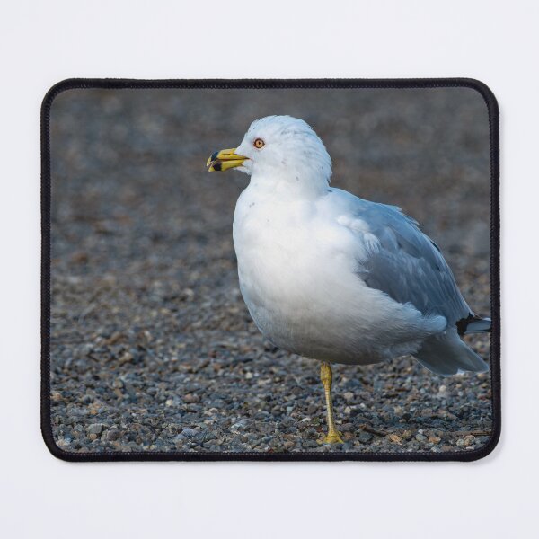 Item preview, Ringbilled Gull Standing on One Leg designed and sold by lisavonbiela.