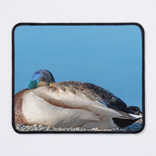Item preview, Male Mallard Duck Taking a Nap designed and sold by lisavonbiela.
