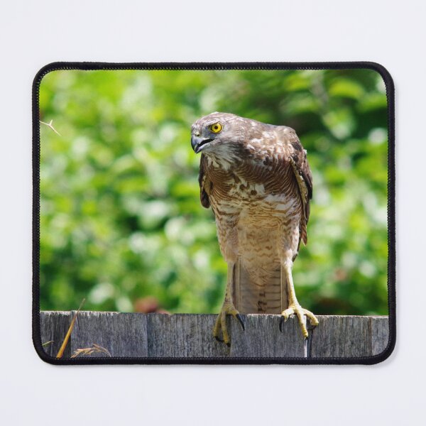 Item preview, Hawk Hunting designed and sold by STGEEVES.
