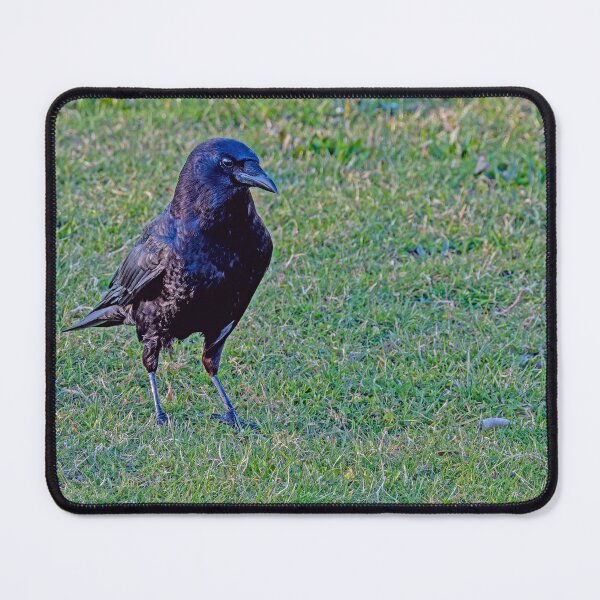 Item preview, Shiny Crow Marching on the Grass designed and sold by lisavonbiela.