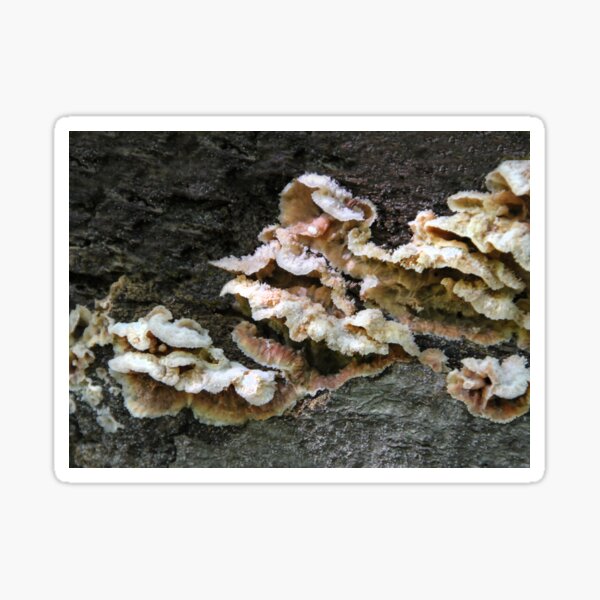 Item preview,  Fungus designed and sold by heatherfriedman.