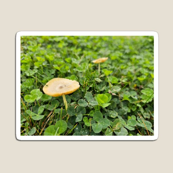 Item preview, Small Mushrooms in Clover Patch designed and sold by Quincy-Hedgehog.