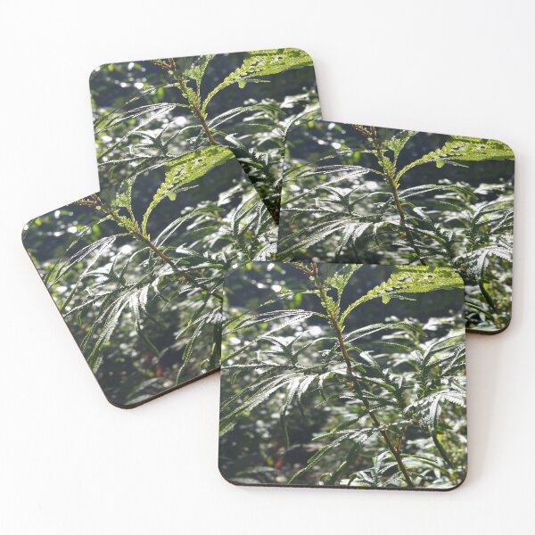 Item preview, Background of plant leaves with very beautiful sunlight. designed and sold by Yusuf-Design.