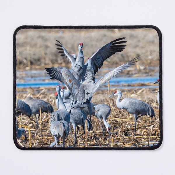 Item preview, Face to Face Battle designed and sold by DawsonImages.