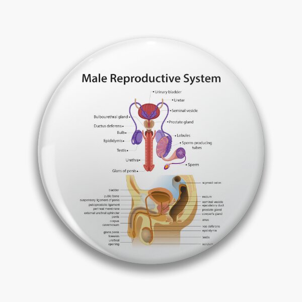 Item preview, Detailed Male Reproductive System Anatomy - Educational Poster designed and sold by InspireSticker.