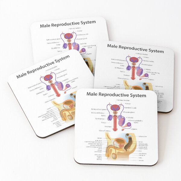 Item preview, Detailed Male Reproductive System Anatomy - Educational Poster designed and sold by InspireSticker.