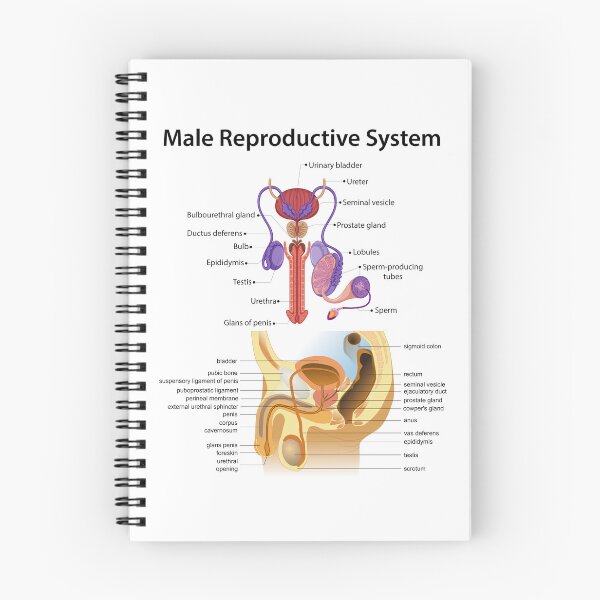 Item preview, Detailed Male Reproductive System Anatomy - Educational Poster designed and sold by InspireSticker.