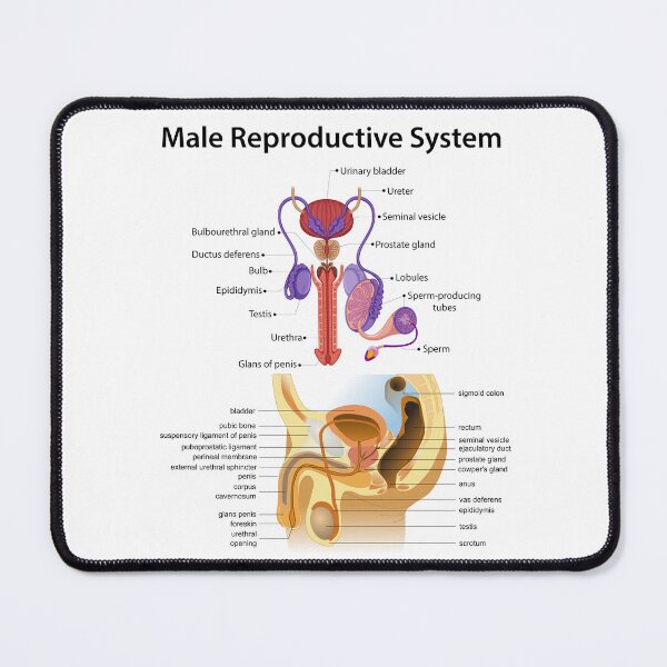 Item preview, Detailed Male Reproductive System Anatomy - Educational Poster designed and sold by InspireSticker.