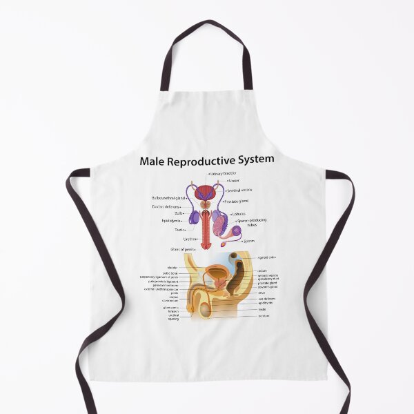 Item preview, Detailed Male Reproductive System Anatomy - Educational Poster designed and sold by InspireSticker.