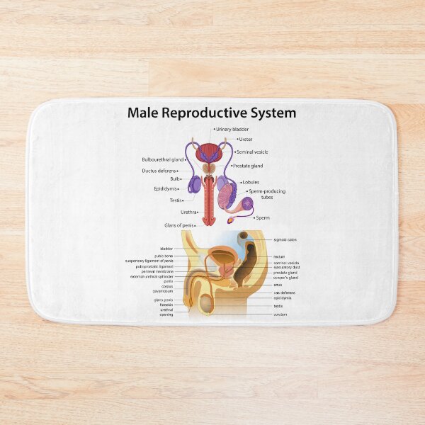 Item preview, Detailed Male Reproductive System Anatomy - Educational Poster designed and sold by InspireSticker.