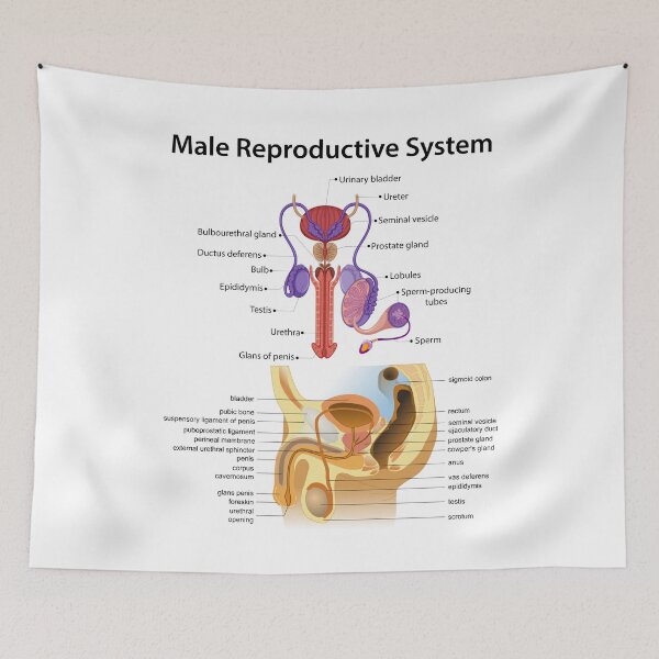 Item preview, Detailed Male Reproductive System Anatomy - Educational Poster designed and sold by InspireSticker.
