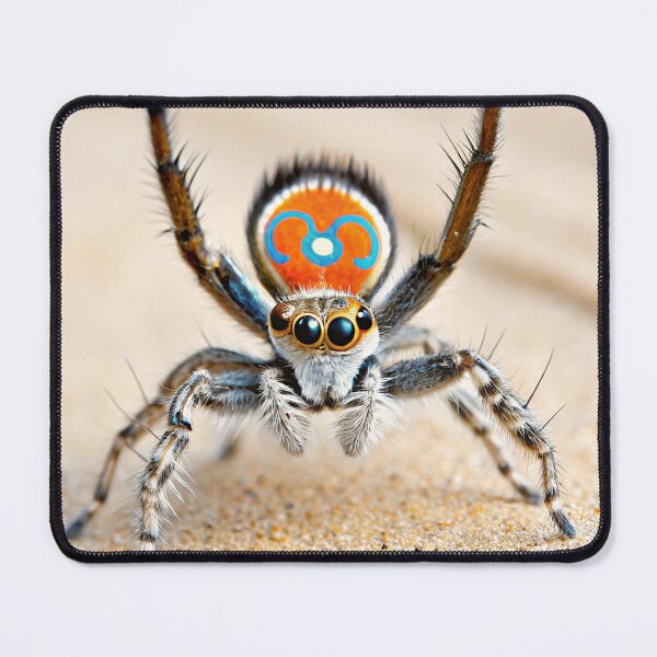 Item preview, Peacock spider designed and sold by pawprintz.