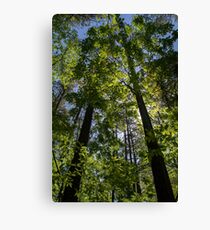 Storied Sunlight Canvas Print