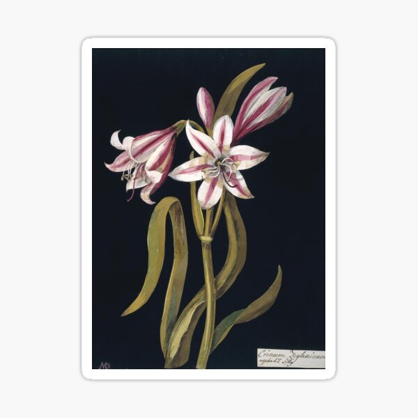 Item preview, Mary Delany - Crinum Zeylanicum, Asphodil Lily - Flower Paper Collage designed and sold by softbluehum.