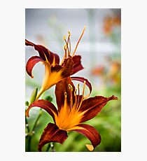 Floral 27 Photographic Print