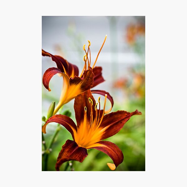 Floral 27 Photographic Print