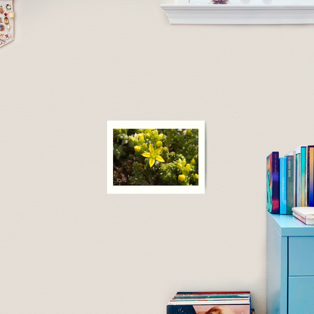 Biting Stonecrop (Sedum acre) Art Print