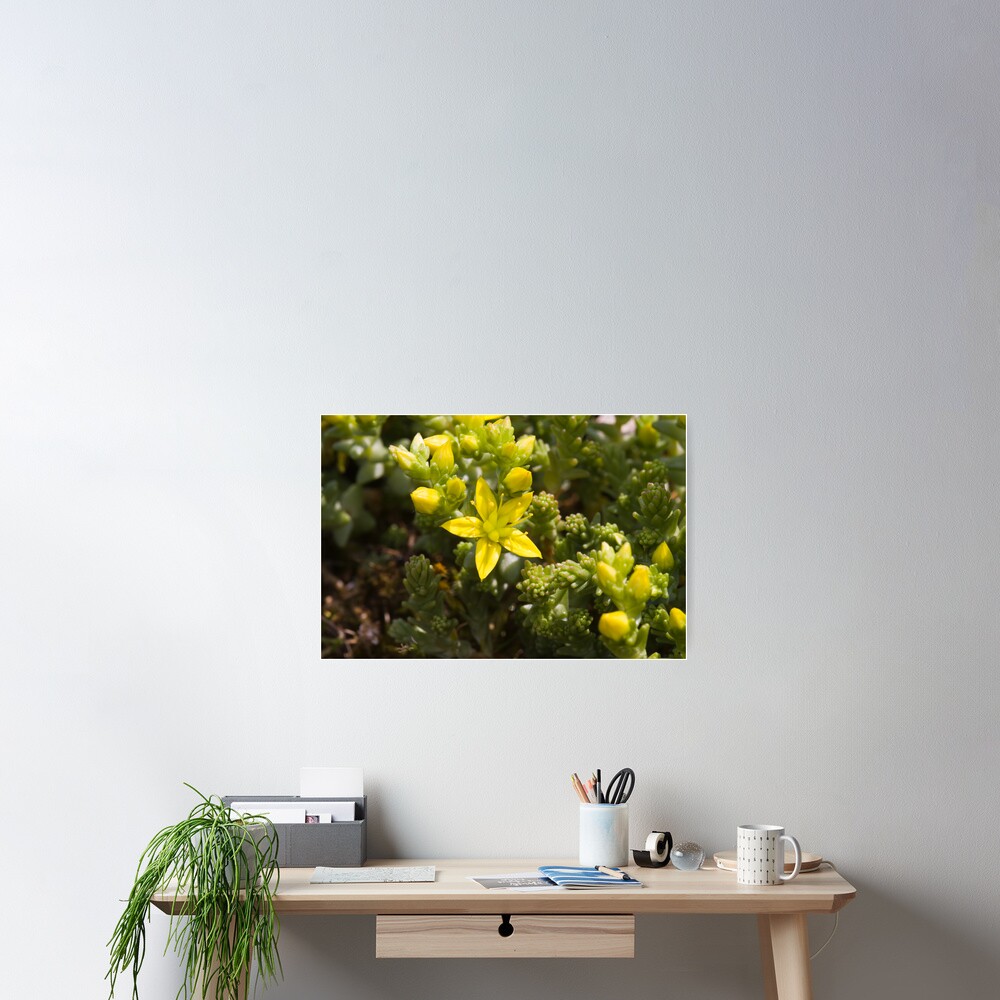 Biting Stonecrop (Sedum acre) Poster
