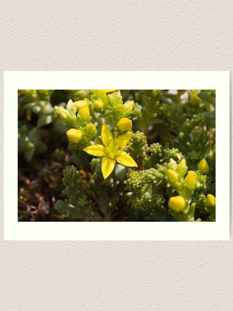 Alternate view of Biting Stonecrop (Sedum acre) Art Print