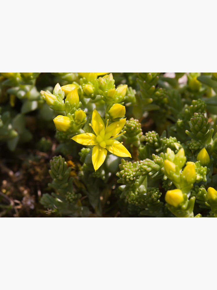Biting Stonecrop (Sedum acre) by SteveChilton