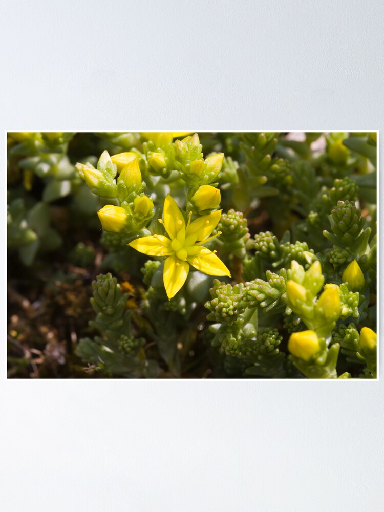 Alternate view of Biting Stonecrop (Sedum acre) Poster