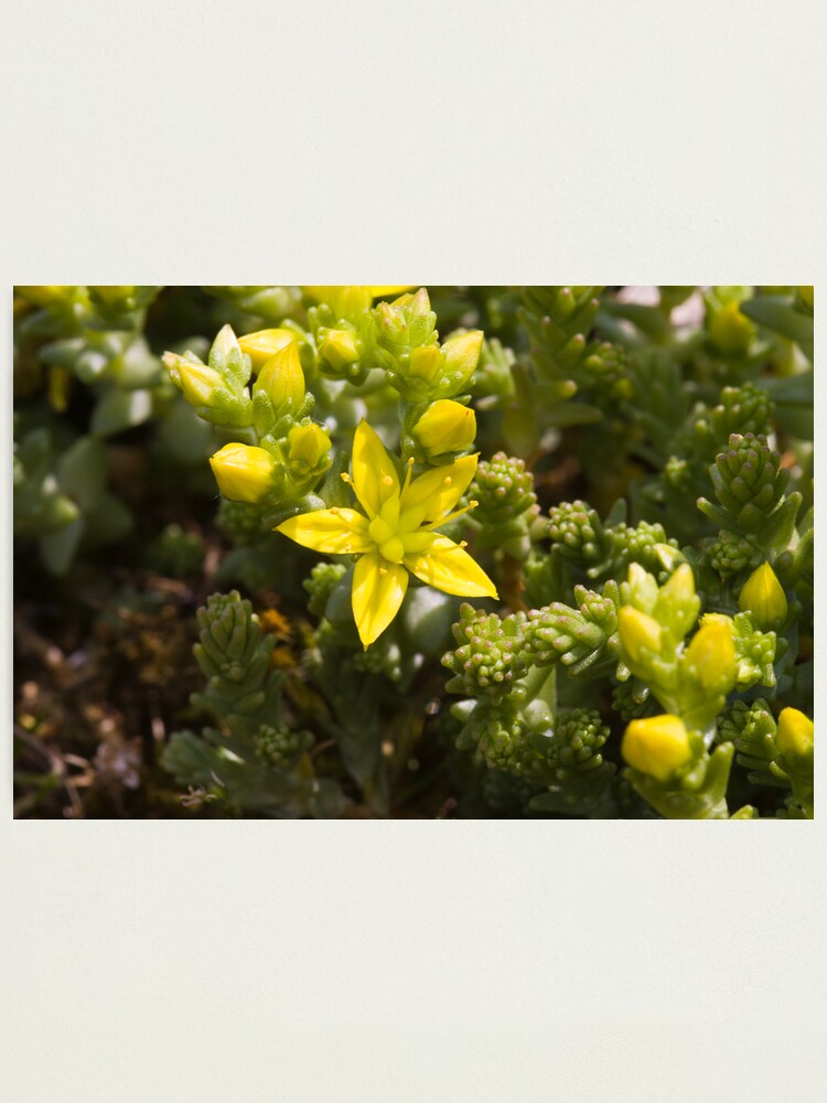 Alternate view of Biting Stonecrop (Sedum acre) Photographic Print