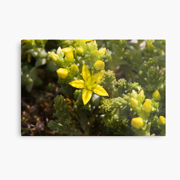 Biting Stonecrop (Sedum acre) Metal Print