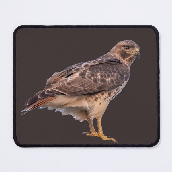Item preview, Red tail hawk designed and sold by FlyingLilly.
