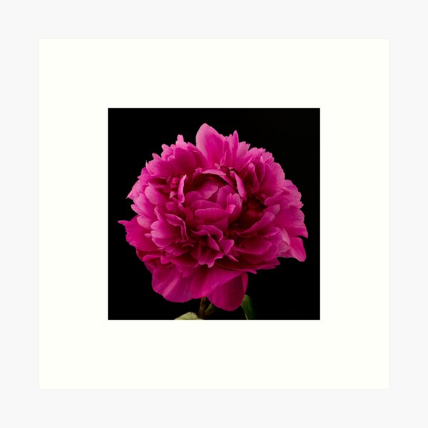 Item preview, Peony on a black background designed and sold by floralsbykusuma.